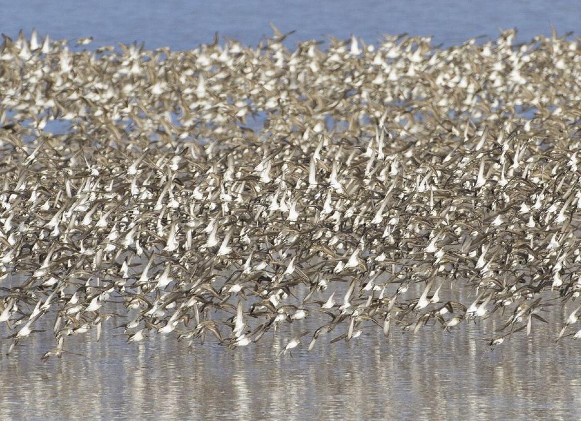 Semi-palmated sandpipers, Dorchester, NB